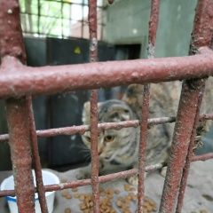 Подробнее об объявлении «Москва Найдена кошка вислоухая с коротким хвостом» Фото: найдена кошка  «Москва Найдена кошка вислоухая с коротким хвостом» в г. Москва
