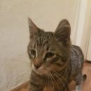 Подробнее об объявлении «Москва Найден котёнок мальчик.» Фото: найдена кошка  «Москва Найден котёнок мальчик.» в г. Москва