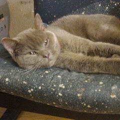 Подробнее об объявлении «Ставрополь Найден кот» Фото: найдена кошка >  Скоттиш фолд (шотландская вислоухая) и  скоттиш страйт «Ставрополь Найден кот» в г. Ставрополь