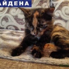 Подробнее об объявлении «Самара Найдена кошка» Фото: найдена кошка  «Самара Найдена кошка» в г. Самара