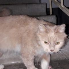 Подробнее об объявлении «Москва Найдена кошка» Фото: найдена кошка  «Москва Найдена кошка» в г. Москва