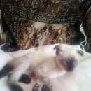 Подробнее об объявлении «Найдена кошка Львовский» Фото: найдена кошка  «Найдена кошка Львовский» в г. Львовский