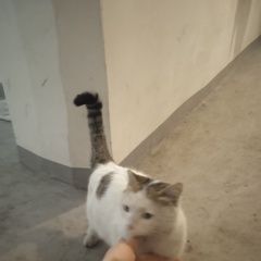 Подробнее об объявлении «Найдена кошка нашли кошку в районе мыс астафьева Находка (Приморский край)» Фото: найдена кошка  «Найдена кошка нашли кошку в районе мыс...» в г. Находка (Приморский край)