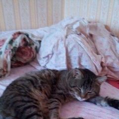 Подробнее об объявлении «Найден кот Дмитров» Фото: найдена кошка  «Найден кот Дмитров» в г. Дмитров