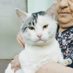 Подробнее об объявлении «Москва Найден кот трёхлетний кот» Фото: найдена кошка Европейская короткошерстная «Москва Найден кот трёхлетний кот» в г. Москва