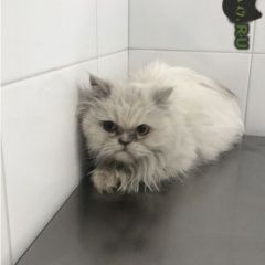 Подробнее об объявлении «Москва Найдена кошка» Фото: найдена кошка Персидская «Москва Найдена кошка» в г. Москва