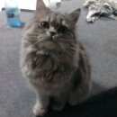 Подробнее об объявлении «Найдена кошка Ейск» Фото: найдена кошка  «Найдена кошка Ейск» в г. Ейск