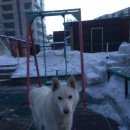 Подробнее об объявлении «Красноярск Найдена собака кобель западно- сибирская лайка» Фото: найдена собака Западно-сибирская лайка «Красноярск Найдена собака кобель западно-...» в г. Красноярск