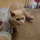 Подробнее об объявлении «Химки Найден кот» Фото: найдена кошка  «Химки Найден кот» в г. Химки