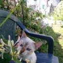 Подробнее об объявлении «Найдена кошка Балашиха» Фото: найдена кошка  «Найдена кошка Балашиха» в г. Балашиха