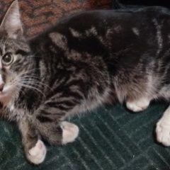 Подробнее об объявлении «Москва Найден котик с улицы гришина» Фото: найдена кошка  «Москва Найден котик с улицы гришина» в г. Москва