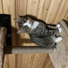 Подробнее об объявлении «Найден кот около 3 лет Александров» Фото: найдена кошка  «Найден кот около 3 лет Александров» в г. Александров