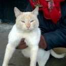 Подробнее об объявлении «Москва Найден кот на улице сиамский кот район м.перово» Фото: найдена кошка Сиамская «Москва Найден кот на улице сиамский кот район...» в г. Москва