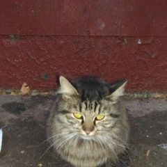 Подробнее об объявлении «Москва Найдена кошка» Фото: найдена кошка  «Москва Найдена кошка» в г. Москва