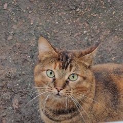 Подробнее об объявлении «Москва Найдена кошка» Фото: найдена кошка  «Москва Найдена кошка» в г. Москва