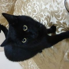 Подробнее об объявлении «Видное Найден кот черный кот» Фото: найдена кошка  «Видное Найден кот черный кот» в г. Видное