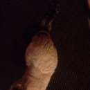 Подробнее об объявлении «Найдена кошка Тарко-Сале» Фото: найдена кошка  «Найдена кошка Тарко-Сале» в г. Тарко-Сале