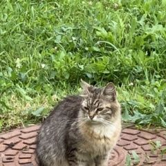 Подробнее об объявлении «Москва Найдена кошка» Фото: найдена кошка  «Москва Найдена кошка» в г. Москва