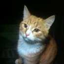 Подробнее об объявлении «Москва Найден кот» Фото: найдена кошка  «Москва Найден кот» в г. Москва
