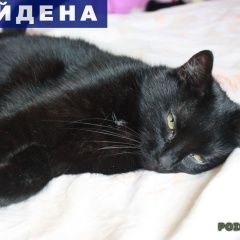 Подробнее об объявлении «Найдена кошка черная. калининский р-он, науки Санкт-Петербург» Фото: найдена кошка  «Найдена кошка черная. калининский р-он, науки...» в г. Санкт-Петербург