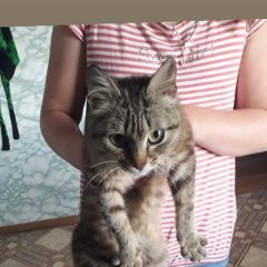 Подробнее об объявлении «Найдена кошка Первоуральск» Фото: найдена кошка  «Найдена кошка Первоуральск» в г. Первоуральск