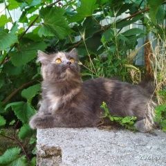 Подробнее об объявлении «Найдена кошка Ставрополь» Фото: найдена кошка  «Найдена кошка Ставрополь» в г. Ставрополь