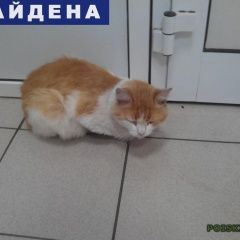 Подробнее об объявлении «Найдена кошка Нижний Новгород» Фото: найдена кошка  «Найдена кошка Нижний Новгород» в г. Нижний Новгород