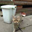 Подробнее об объявлении «Найден кот Орехово-Зуево» Фото: найдена кошка  «Найден кот Орехово-Зуево» в г. Орехово-Зуево