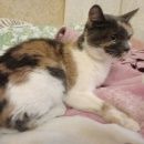 Подробнее об объявлении «Москва Найдена кошка» Фото: найдена кошка  «Москва Найдена кошка» в г. Москва