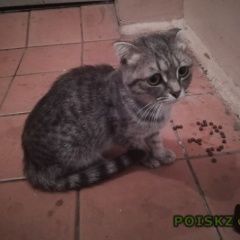 Подробнее об объявлении «Найдена кошка Оренбург» Фото: найдена кошка  «Найдена кошка Оренбург» в г. Оренбург