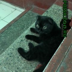 Подробнее об объявлении «Москва Найдена кошка вислоухая» Фото: найдена кошка  «Москва Найдена кошка вислоухая» в г. Москва