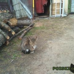 Подробнее об объявлении «Найден кот Дмитров» Фото: найдена кошка  «Найден кот Дмитров» в г. Дмитров