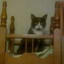 Подробнее об объявлении «Москва Найден кот 19.09.2016 ик» Фото: найдена кошка  «Москва Найден кот 19.09.2016 ик» в г. Москва