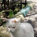 Подробнее об объявлении «Москва Найден кот» Фото: найдена кошка  «Москва Найден кот» в г. Москва