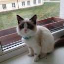 Подробнее об объявлении «Найдена кошка Верхняя Пышма» Фото: найдена кошка Сиамская «Найдена кошка Верхняя Пышма» в г. Верхняя Пышма