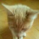 Подробнее об объявлении «Москва Найден кот рыжий кот» Фото: найдена кошка  «Москва Найден кот рыжий кот» в г. Москва