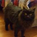 Подробнее об объявлении «Москва Найдена кошка» Фото: найдена кошка  «Москва Найдена кошка» в г. Москва