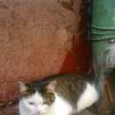 Подробнее об объявлении «Химки Найдена кошка» Фото: найдена кошка  «Химки Найдена кошка» в г. Химки
