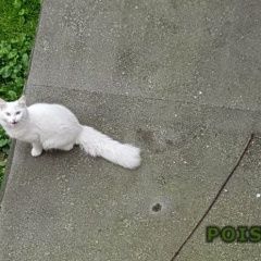 Подробнее об объявлении «Москва Найдена кошка белая кошка/кот?, голубые глаза» Фото: найдена кошка  «Москва Найдена кошка белая кошка/кот?, голубые...» в г. Москва
