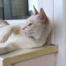 Подробнее об объявлении «Москва Найдена кошка» Фото: найдена кошка  «Москва Найдена кошка» в г. Москва