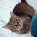 Подробнее об объявлении «Жуковский Найдена кошка ласкуша на ул.гагарина, д.» Фото: найдена кошка  «Жуковский Найдена кошка ласкуша на ул.гагарина, д.» в г. Жуковский