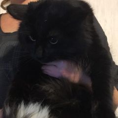 Подробнее об объявлении «Москва Найден кот черный - года» Фото: найдена кошка  «Москва Найден кот черный - года» в г. Москва