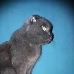 Подробнее об объявлении «Найден кот Нижний Новгород» Фото: найдена кошка  «Найден кот Нижний Новгород» в г. Нижний Новгород