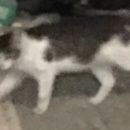 Подробнее об объявлении «Москва Найдена кошка серо-белый кот или кошка» Фото: найдена кошка  «Москва Найдена кошка серо-белый кот или кошка» в г. Москва