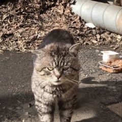 Подробнее об объявлении «Мытищи Найден кот» Фото: найдена кошка  «Мытищи Найден кот» в г. Мытищи