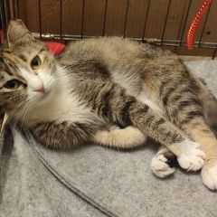 Подробнее об объявлении «Санкт-Петербург Найдена кошка срочно ищем старых и новых хозяев» Фото: найдена кошка  «Санкт-Петербург Найдена кошка срочно ищем...» в г. Санкт-Петербург