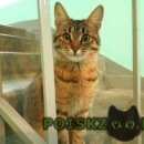 Подробнее об объявлении «Одинцово Найдена кошка домашняя потеряшка» Фото: найдена кошка  «Одинцово Найдена кошка домашняя потеряшка» в г. Одинцово