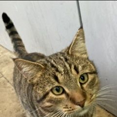 Подробнее об объявлении «Москва Найдена кошка серый кот.байкальская37» Фото: найдена кошка  «Москва Найдена кошка серый кот.байкальская37» в г. Москва