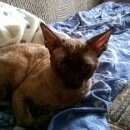 Подробнее об объявлении «Москва Найден кот» Фото: найдена кошка Корниш-рекс «Москва Найден кот» в г. Москва