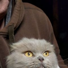 Подробнее об объявлении «Найдена кошка Истра» Фото: найдена кошка  «Найдена кошка Истра» в г. Истра